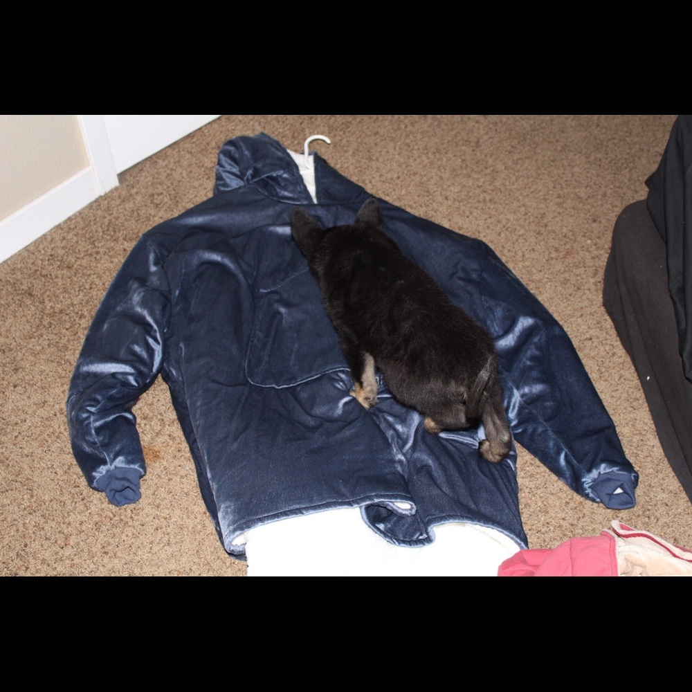 The comfy (puppy not for sale😂)